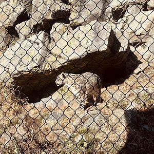 Snow Leopard