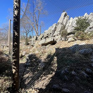 Snow Leopard Exhibit