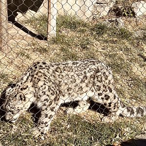 Snow Leopard