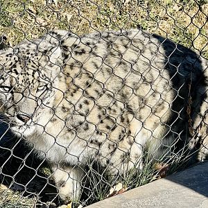 Snow Leopard