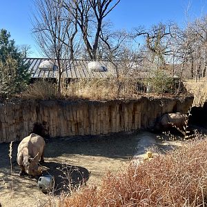 Greater One-Horned Rhinoceros