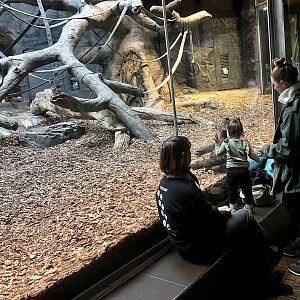 Viewing the Gorillas