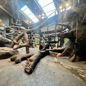 Indoor Gorilla Habitat