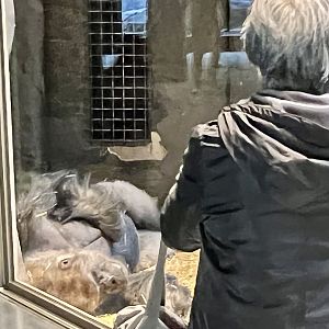 Viewing the Gorilla