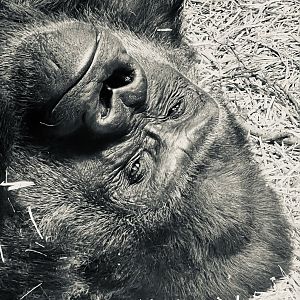 ‘‘Twas beauty that killed the beast”