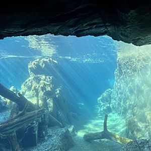 Underwater Viewing Area