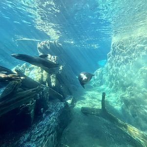 California Sea Lions