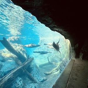 Sea Lion Viewing Area