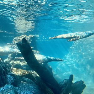 California Sea Lions