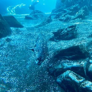 Harbor Seal