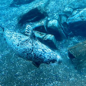 Harbor Seal