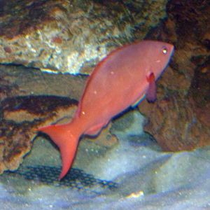 Pacific creole-fish, Pacific creolefish (Paranthias colonus)