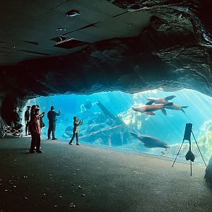 California Sea Lion Exhibit