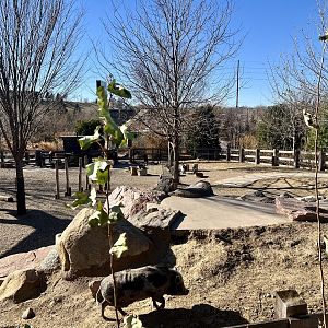 Domestic Hogs and Goats