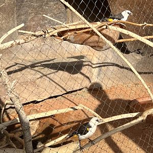 White-headed Buffalo Weavers