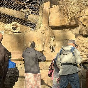 Klipspringer Exhibit