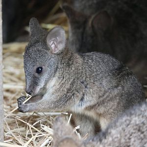 Baby Parma Wallaby