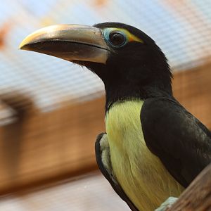 Green Aracari