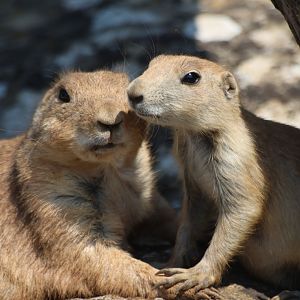 Prairie Dog & Mother