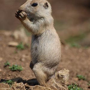 Baby Prairie Dog