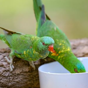 Scaly-breasted Lorikeet at feeding (wild bird)