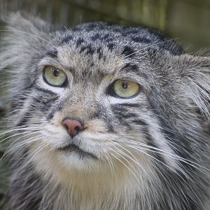 Pallas Cat