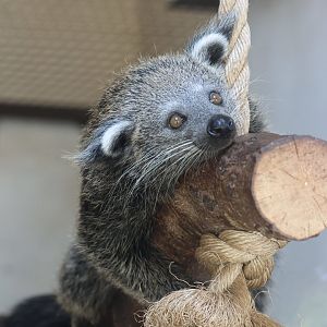 Binturong Kit