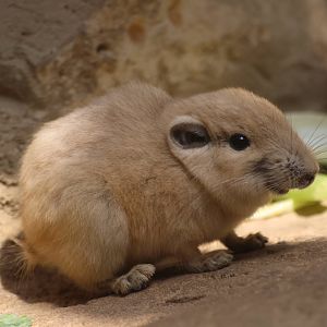 Baby Gundi