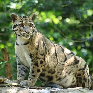Clouded Leopard
