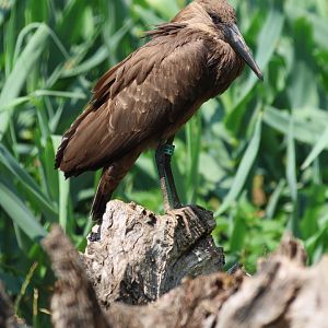 Hamerkop