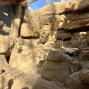 Klipspringer Exhibit