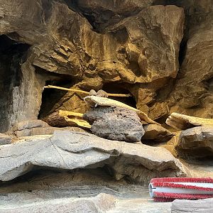 Dwarf Mongoose Exhibit