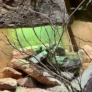 Great Plated Lizard Exhibit