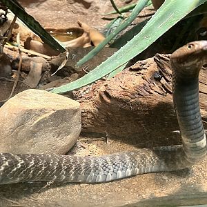 Cape Cobra