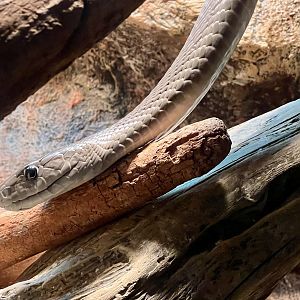 Black Mamba