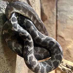 Rough-scaled Python