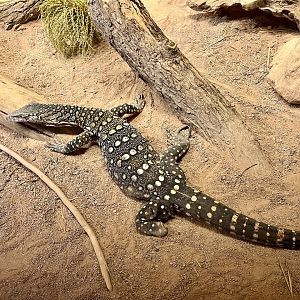 Perentie