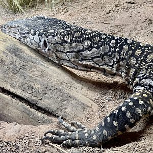 Perentie