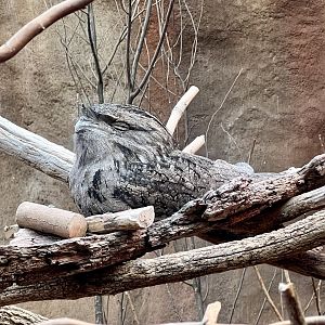 Tawny Frogmouth