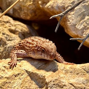 Eastern Pilbara Spiny-tailed Skink