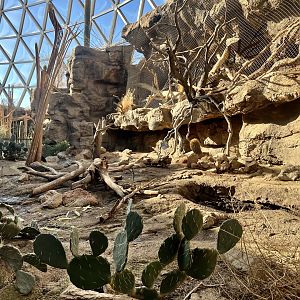 Javelina and Ocelot Exhibits