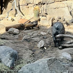 Javelinas
