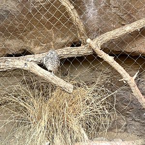 Burrowing Owl Exhibit