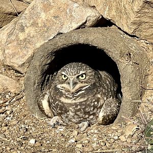 Burrowing Owl