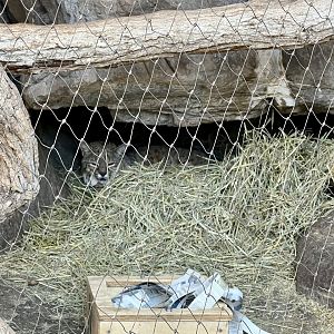 Bobcat Exhibit