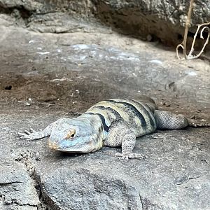 Collared Lizard