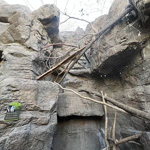 Eastern Screech Owl Exhibit
