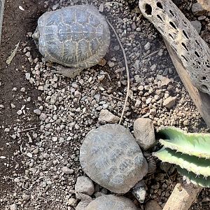 Sonoran Box Turtles
