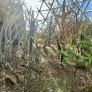Desert Flora
