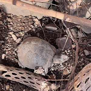 Sonoran Box Turtle